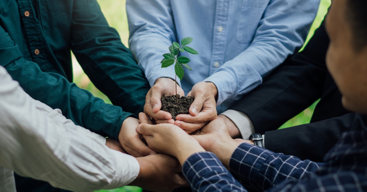 Cannabis Medicinal Gratuita pelo SUS